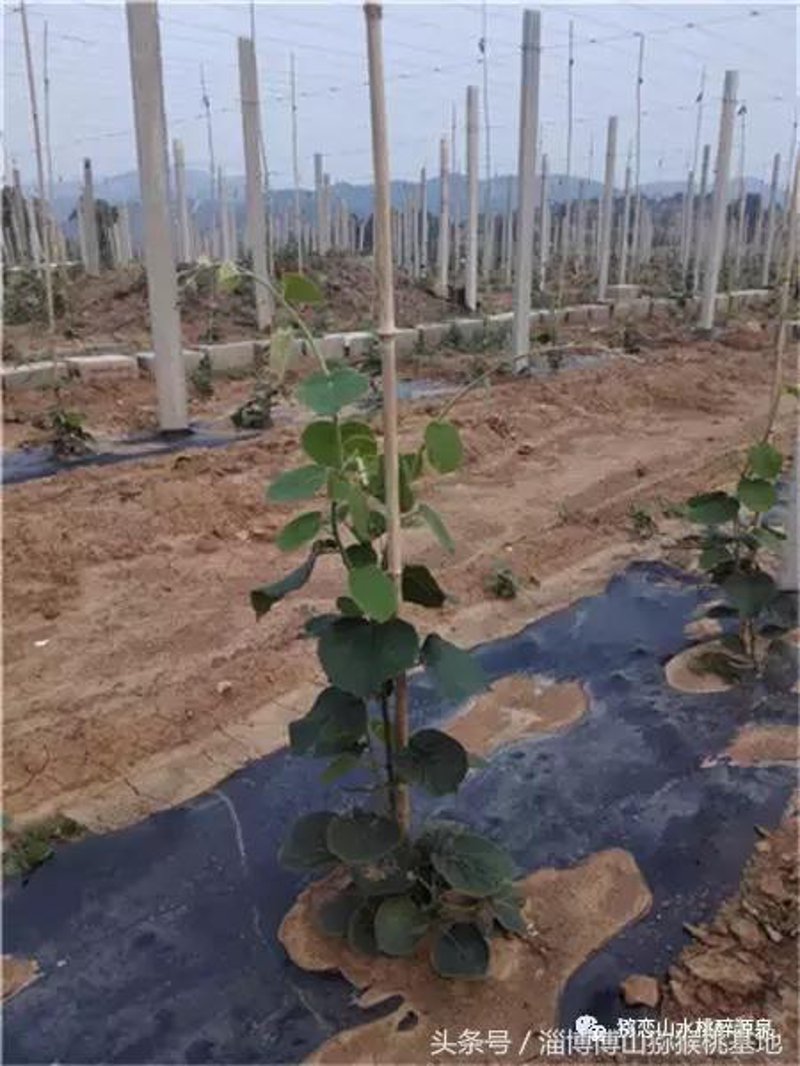 五河夏台红心猕猴桃基地直供水果,如何选择最合适的直销平台?